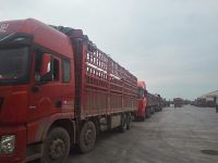 今天的91香蕉网站在线观看