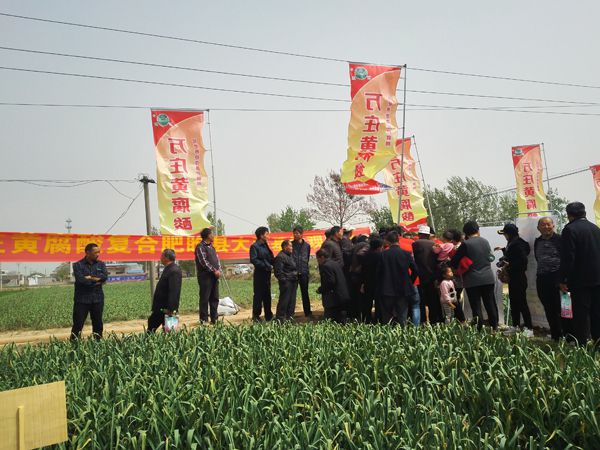 培肥養地奪高產 不妨試試黃腐酸 ——91香蕉网站在线观看新肥科技有限公司河南睢縣大蒜觀摩會